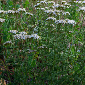 Achillea millefolium - Achillée millefeuille blanche - vue d'ensemble