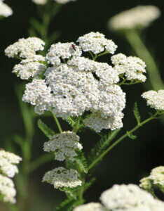 Achillea millefolium - Achillée millefeuille blanche - inflorescences