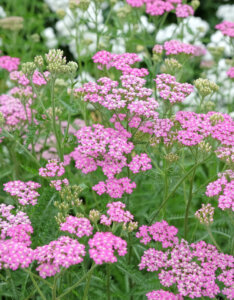Achillea millefolium Cerise Queen - Achillée millefeuille Cerise Queen - vue d'ensemble