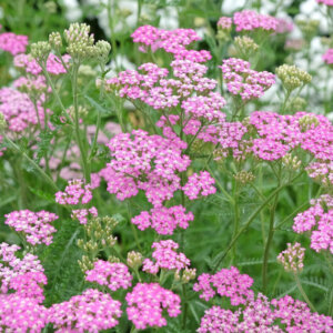 Achillea millefolium Cerise Queen - Achillée millefeuille Cerise Queen - vue d'ensemble