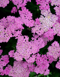 Achillea millefolium Lilac Beauty - Achillée Lilac Beauty - inflorescences