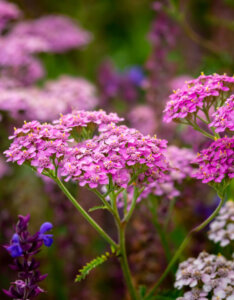 Achillea millefolium Lilac Beauty - Achillée Lilac Beauty - inflorescence