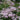 Achillea millefolium Lilac Beauty – Achillée Lilac Beauty – 2564551673