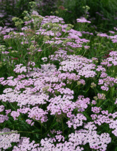 Achillea millefolium Lilac Beauty - Achillée Lilac Beauty - vue d'ensemble