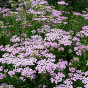 Achillea millefolium Lilac Beauty - Achillée Lilac Beauty - vue d'ensemble