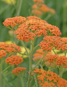 Achillea millefolium Terracotta - Achillée Terracotta - inflorescences