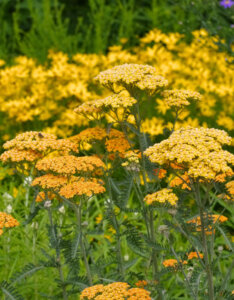 Achillea millefolium Terracotta - Achillée Terracotta - vue d'ensemble