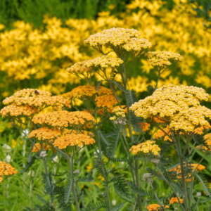 Achillea millefolium Terracotta - Achillée Terracotta - vue d'ensemble
