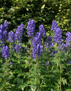 Aconitum carmichaelii Arendsii - Casque de Jupiter - vue d'ensemble