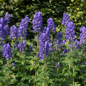 Aconitum carmichaelii Arendsii - Casque de Jupiter - vue d'ensemble