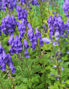 Aconitum carmichaelii Arendsii - Casque de Jupiter - inflorescences