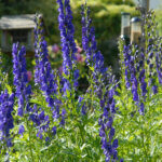 Aconitum napellus - Aconit napel - vue d'ensemble