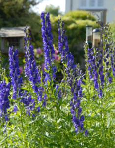Aconitum napellus - Aconit napel - vue d'ensemble