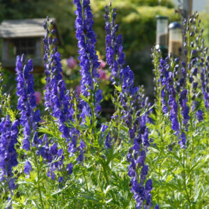 Aconitum napellus - Aconit napel - vue d'ensemble