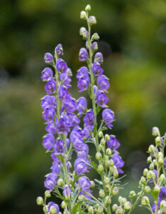 Aconitum napellus - Aconit napel - inflorescences