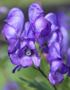 Aconitum napellus - Aconit napel - inflorescence