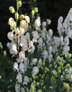 Aconitum napellus Album - Aconit blanc - vue d'ensemble