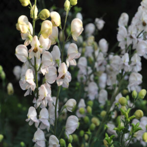 Aconitum napellus Album - Aconit blanc - vue d'ensemble