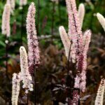 Actaea simplex Brunette - Cierge d'argent - vue d'ensemble