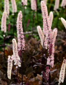 Actaea simplex Brunette - Cierge d'argent - vue d'ensemble