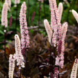 Actaea simplex Brunette - Cierge d'argent - vue d'ensemble