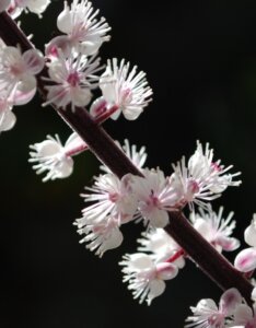 Actaea simplex Brunette - Cierge d'argent - inflorescence