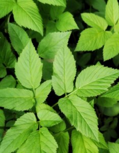 Aegopodium podagraria - Herbe aux goutteux - feuillage