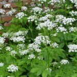 Aegopodium podagraria - Herbe aux goutteux - vue d'ensemble