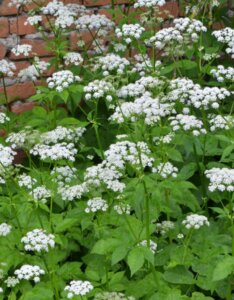 Aegopodium podagraria - Herbe aux goutteux - vue d'ensemble