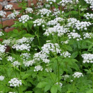 Aegopodium podagraria - Herbe aux goutteux - vue d'ensemble