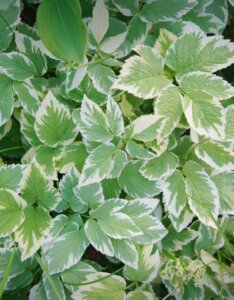 Aegopodium podagraria Variegatum - Herbe aux goutteux panachée - feuillage