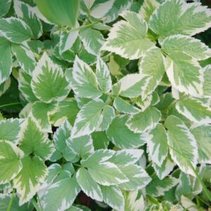 Aegopodium podagraria Variegatum - Herbe aux goutteux panachée - feuillage