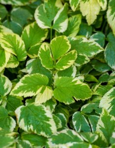 Aegopodium podagraria Variegatum - Herbe aux goutteux panachée - feuillage