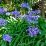 Agapanthus africanus - Agapanthe d'Afrique - vue d'ensemble