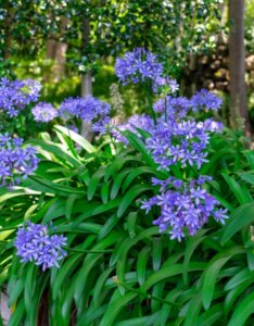 Agapanthus africanus - Agapanthe d'Afrique - vue d'ensemble