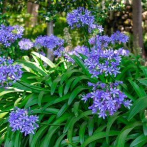 Agapanthus africanus - Agapanthe d'Afrique - vue d'ensemble