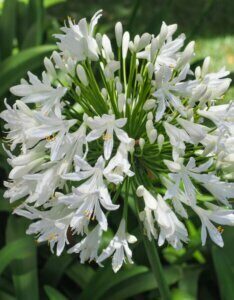 Agapanthus africanus Albus - Agapanthe d'Afrique blanche - inflorescence