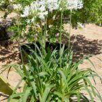 Agapanthus africanus Albus - Agapanthe d'Afrique blanche - vue d'ensemble