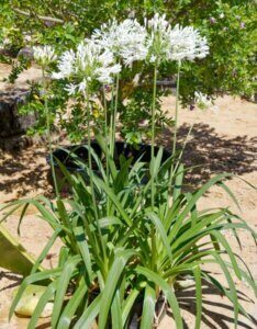 Agapanthus africanus Albus - Agapanthe d'Afrique blanche - vue d'ensemble