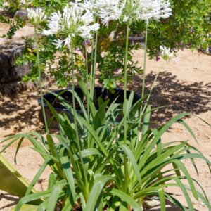 Agapanthus africanus Albus - Agapanthe d'Afrique blanche - vue d'ensemble