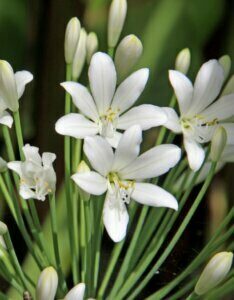 Agapanthus africanus Albus - Agapanthe d'Afrique blanche - inflorescence