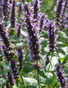 Agastache Black Adder - Hysope anisée - inflorescences