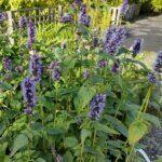Agastache Black Adder - Hysope anisée - vue d'ensemble