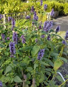 Agastache Black Adder - Hysope anisée - vue d'ensemble