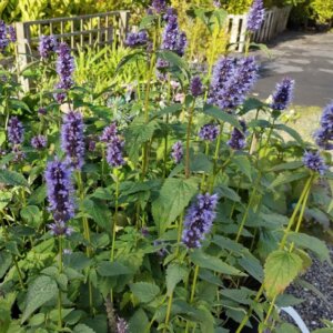 Agastache Black Adder - Hysope anisée - vue d'ensemble