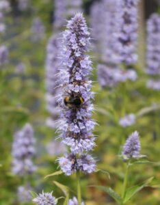 Agastache Blue Fortune - Agastache anisée - inflorescence