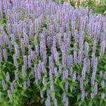 Agastache Blue Fortune - Agastache anisée - vue d'ensemble