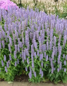 Agastache Blue Fortune - Agastache anisée - vue d'ensemble