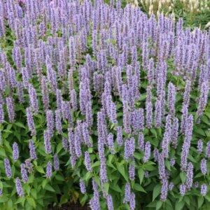Agastache Blue Fortune - Agastache anisée - vue d'ensemble