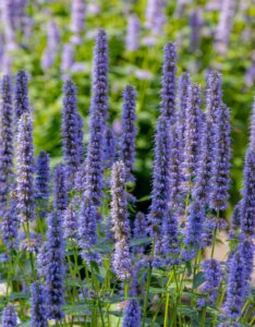 Agastache Blue Fortune - Agastache anisée - inflorescences